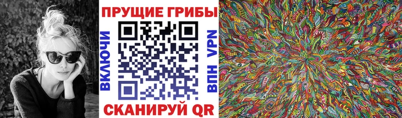 где купить наркоту OMG как зайти Псилоцибиновые грибы прущие грибы Купино